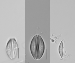 Amphora minutissima