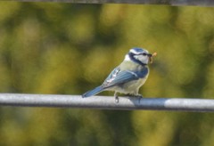 Cyanistes caeruleus caeruleus