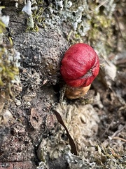 Callirhytis apicalis