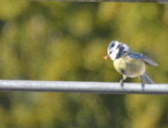 Cyanistes caeruleus caeruleus