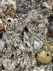Callirhytis apicalis