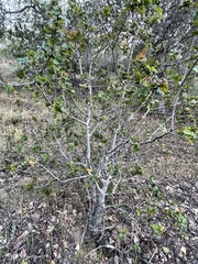 Callirhytis apicalis
