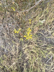 Acmispon glaber glaber