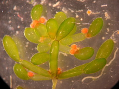 Lamprothamnium inflatum