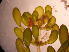 Lamprothamnium inflatum