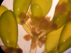 Lamprothamnium inflatum