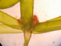 Lamprothamnium inflatum