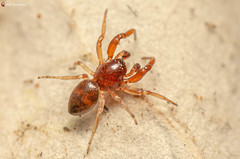 Jocquestus schenkeli