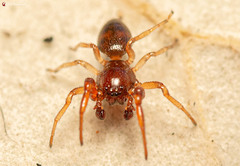 Jocquestus schenkeli