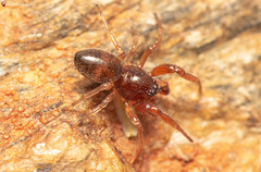 Jocquestus schenkeli