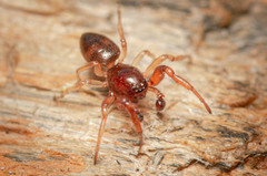 Jocquestus schenkeli