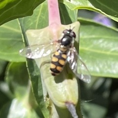 Austrosyrphus