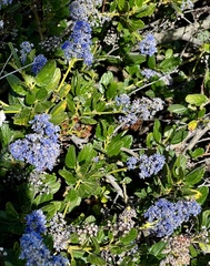 Ceanothus thyrsiflorus griseus