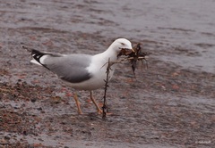 Larus argentatus
