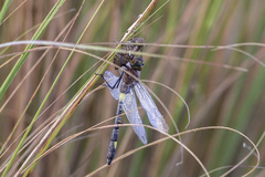 Phyllomacromia contumax