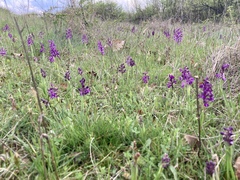 Anacamptis morio