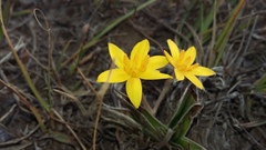 Hypoxis stellipilis
