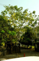 Cassia fistula
