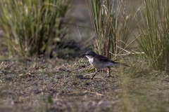 Motacilla capensis simplicissima