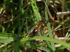 Andrena nitida
