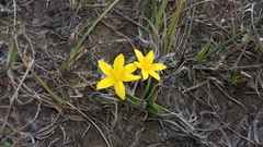 Hypoxis stellipilis