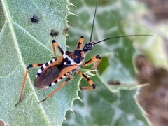 Rhynocoris punctiventris