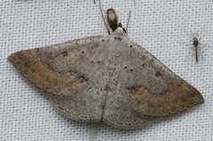 Nearcha dasyzona