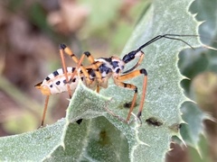 Rhynocoris punctiventris