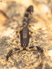 Uroplectes olivaceus