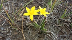 Hypoxis stellipilis
