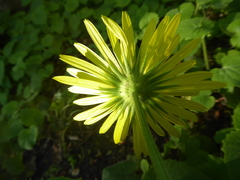 Doronicum caucasicum