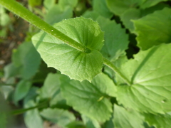 Doronicum caucasicum