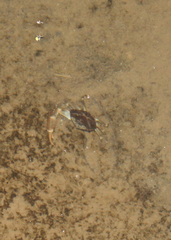 Pseudothelphusa dugesi