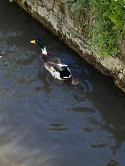 Anas platyrhynchos domesticus