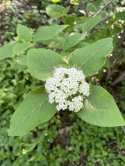 Viburnum burejaeticum