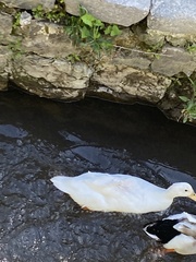 Anas platyrhynchos domesticus