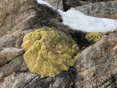 Thylacospermum caespitosum