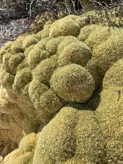 Thylacospermum caespitosum