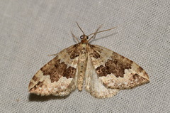 Lampropteryx suffumata