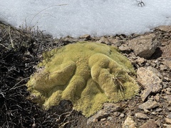 Thylacospermum caespitosum