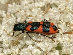 Trichodes affinis