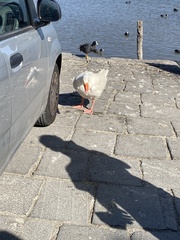 Anser anser domesticus