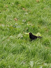 Turdus merula