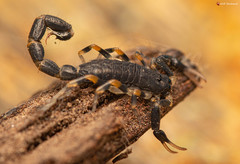 Uroplectes olivaceus