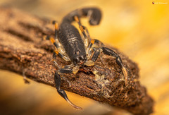 Uroplectes olivaceus