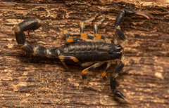 Uroplectes olivaceus