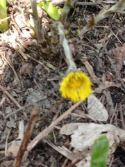Tussilago farfara