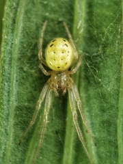 Neoscona inusta