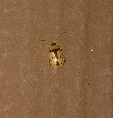 Capraita suturalis