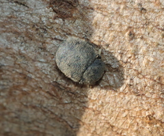 Discolomatidae